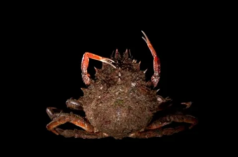 Stretched spider crab Stock Photos