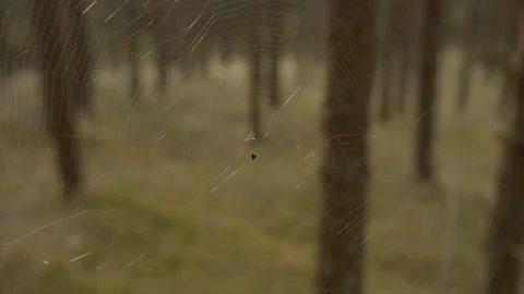 Stretched web between trees in the forest Stock Footage 151149448