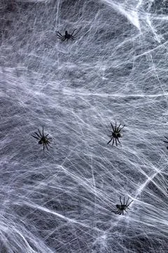 Stretched white web and black spiders, background for the holiday Halloween Stock Photos
