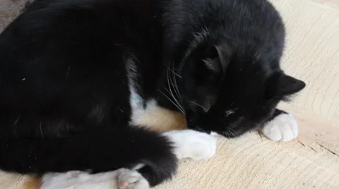 Stretching cat 動画素材 7757422