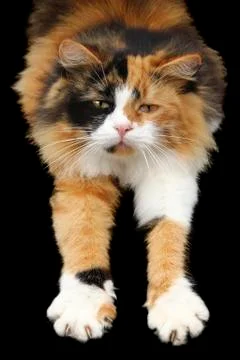 Stretching Cat Isolated Stockfoto's