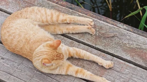 Stretching cat resting on wooden dock in a serene outdoor setting Stock Footage 342744490