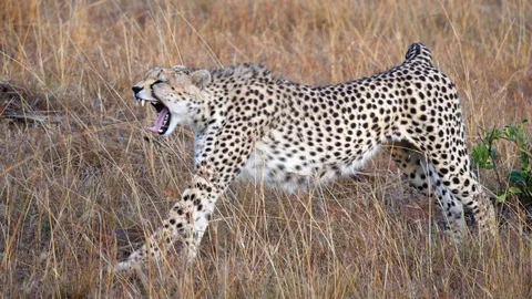 Stretching cheetah (4K) Stock Footage 107956957