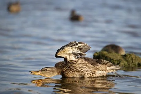 Stretching duck Stock Photos