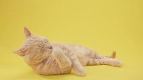 Stretching ginger cat on yellow surface Stock Footage 320142243