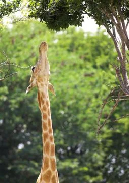 Stretching giraffe Stock Photos