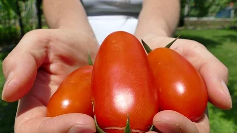 Stretching hands with pelati tomatoes, selective focus, slow motion Stock Footage 77381225