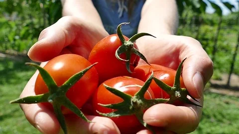 Stretching hands with pelati tomatoes, selective focus, slow motion Stock Footage 77381612