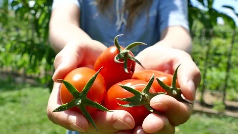 Stretching hands with pelati tomatoes, selective focus 스톡 동영상 77382098