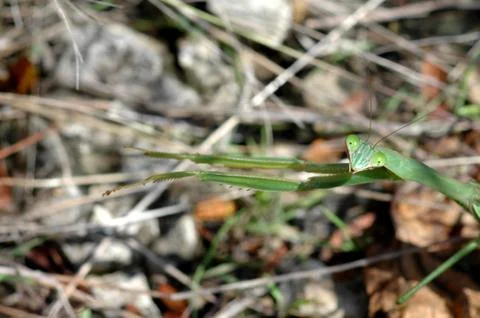 Stretching Mantis Stock Photos
