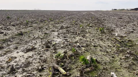 Stretching Muddy Brussels Sprout Field Under Pale California Coast Sky Stock Footage 345100091