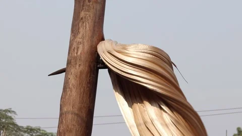 Stretching, Pulling And Rolling Dried Jaggery Syrup Dough Called Gud Chasni Stock Footage 166179278