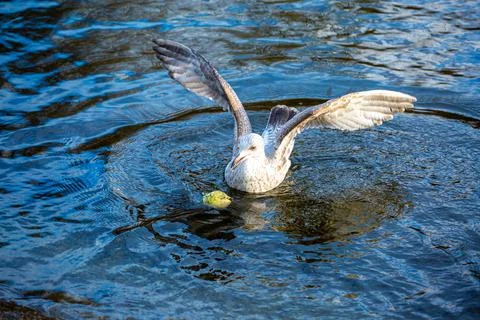 Stretching seagull 写真素材