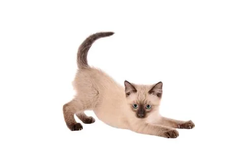 Stretching siamese kitten Foto stock