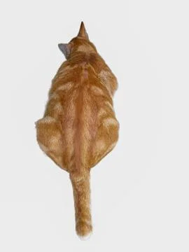 Stretching Tabby: A Top-Down View Stock Photos