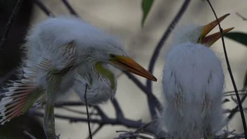 Stretching Their Wings 库存影片 245431824