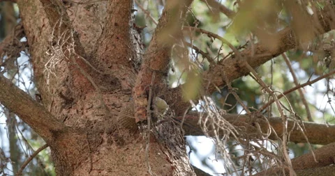 Stretching on trees. Hand fragmentation grenade RGN and RGO Stock Footage 202087080