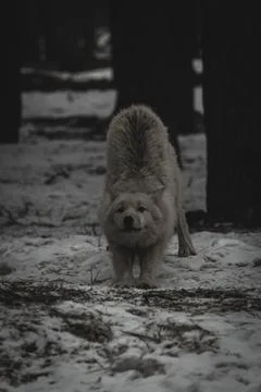 Stretching Wolf Stock Photos