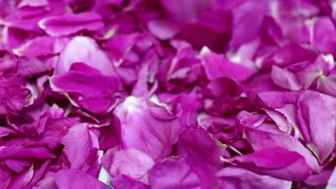 To strew petals rose Stock Footage 70463817