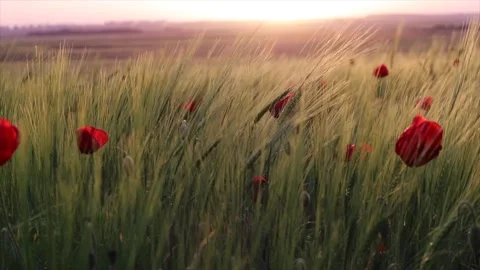 Strewn with barley moving in the wind at sunset Stock Footage 135730003