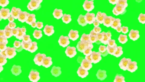 Strewn with flowers Stock Footage 222011219