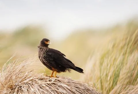 Striated Caracara perched on a stack of dry grass Stock Photos