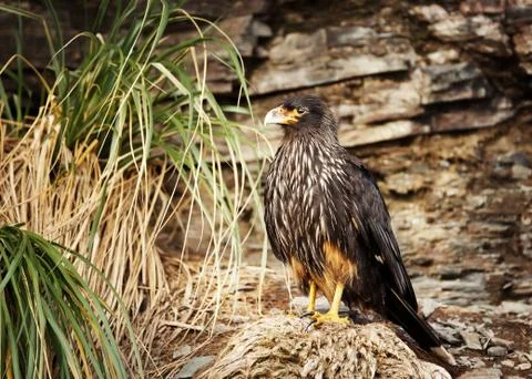 Striated Caracara perched on a stack of dry grass Stock Photos