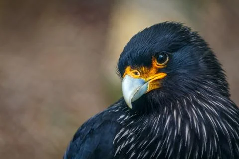 Striated Caracara Stock Photos