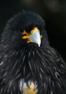 Striated Caracara Stock Photos