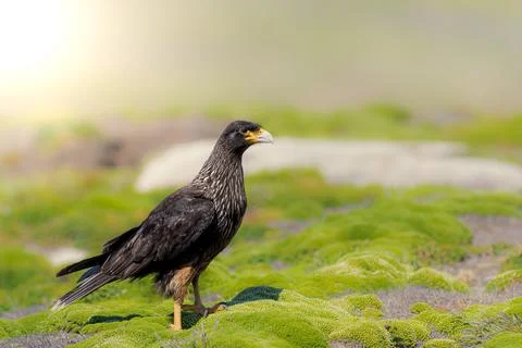 Striated Caracara Stock Photos