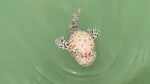 Striated Frogfish Floating Puffed Up and Upside Down for Defense Stock Footage 325014090