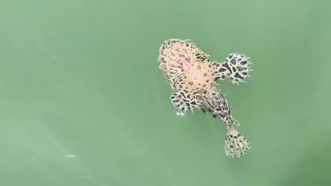 Striated Frogfish Floating Upside Down in Green Water for Defense Stock Footage 325014290