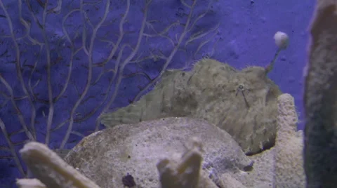 Striated frogfish Stock Footage 34661968