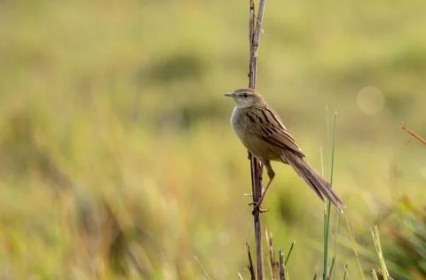 Striated grassbird Stock Photos