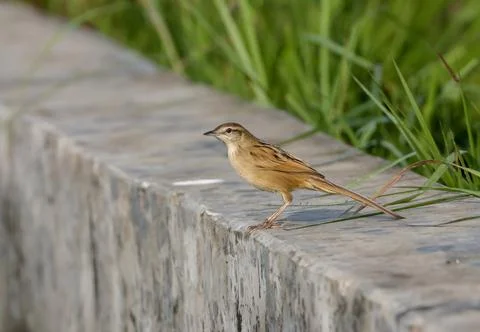 Striated grassbird Stock Photos