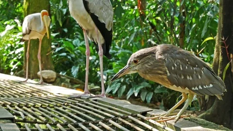 Striated Heron bird standing on the ground and looking around. 動画素材 78480596