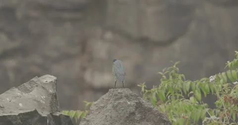 Striated Heron Fight Video stock 334188800