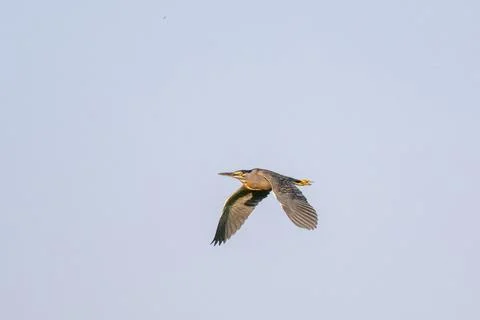 Striated Heron in flight Stock Photos