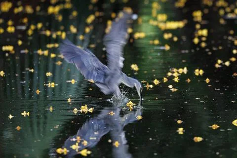 Striated Heron flying, hovering in the air 库存照片