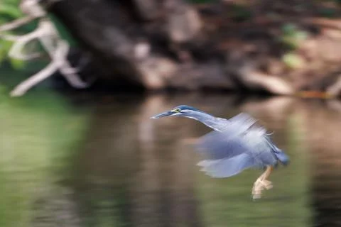 Striated Heron, hovering in the air before diving and catching fish in water Foto stock