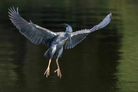 Striated Heron, hovering in the air before diving and catching fish in water Stock Photos