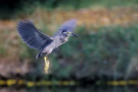 Striated Heron hovering before catching fish in water pond in forest park Stock Photos