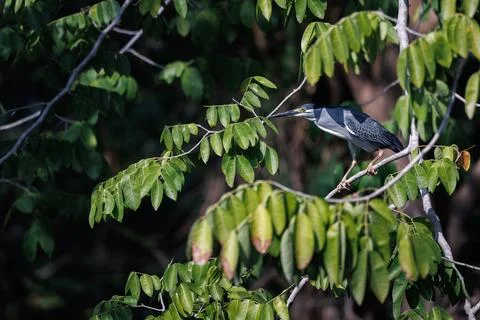 Striated Heron perching on tree branch by pond in forest park Stock Photos