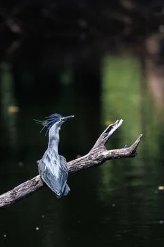 Striated Heron perching on tree branch by pond in forest park Stock Photos
