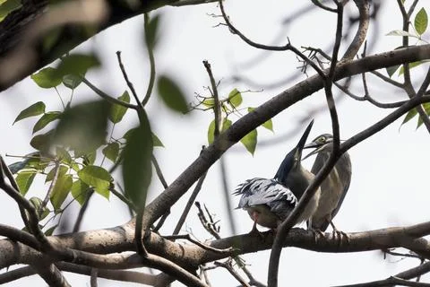Striated Heron, perching on tree branch in forest park Stock Photos
