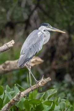 Striated Heron Stock Photos