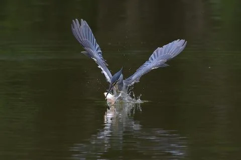 Striated heron Stock Photos