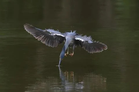 Striated heron Stock Photos