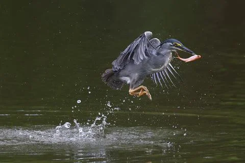 Striated heron Stock Photos