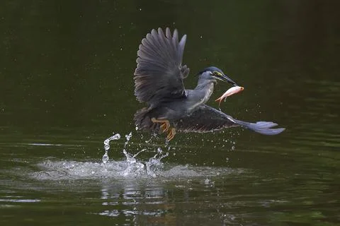 Striated heron Stock Photos